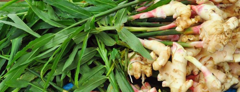 benefits of ginger plant
