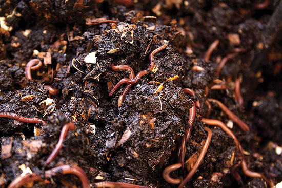 Earthworm Humus Organic Fertilizer