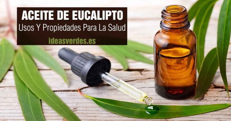 aceite de eucalipto