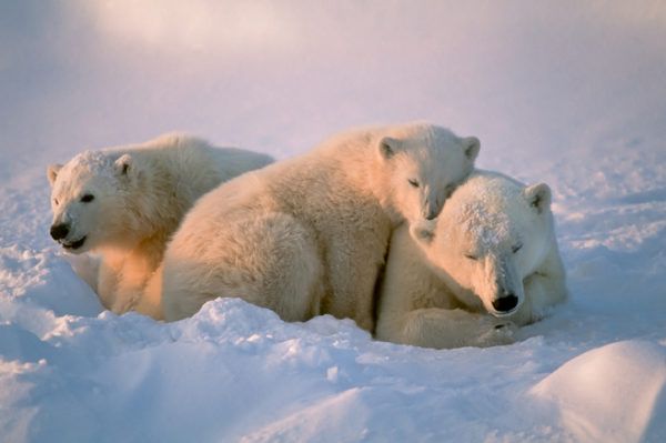 polar bears polar bear day