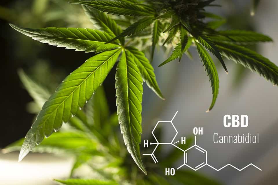 All About CBD in Sport 2