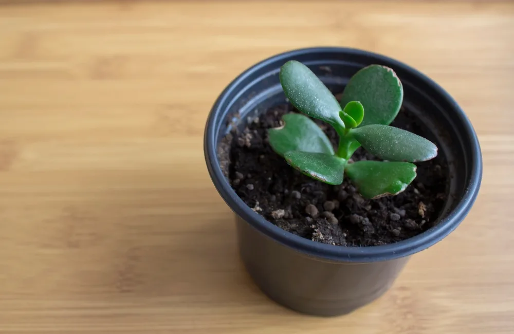 3 ways to propagate succulents from leaf, stem or branch cuttings