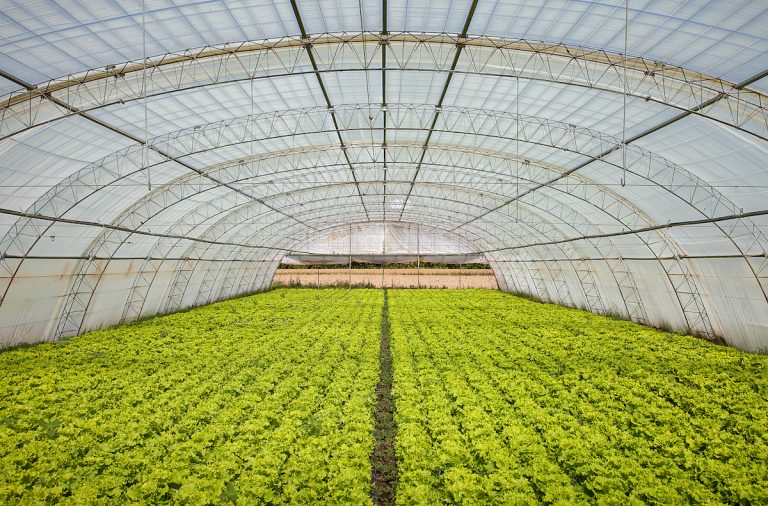 Transparent solar cells do not steal light from greenhouse crops