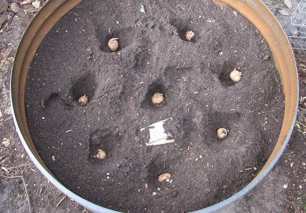 How to grow potatoes in a pot.
