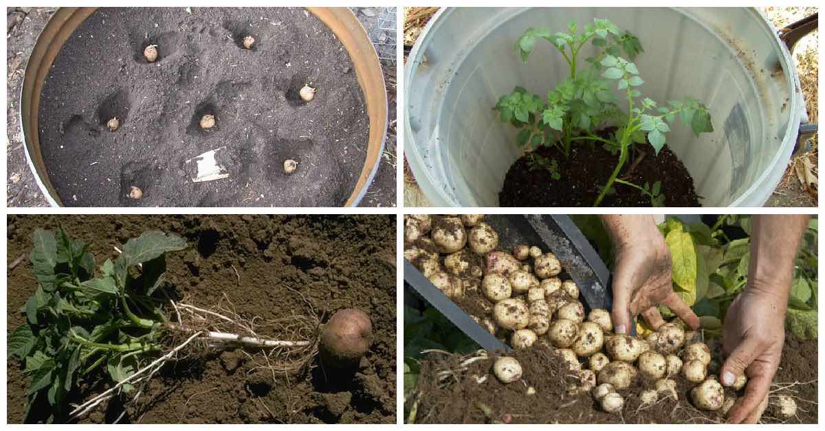 How to grow potatoes in a drum