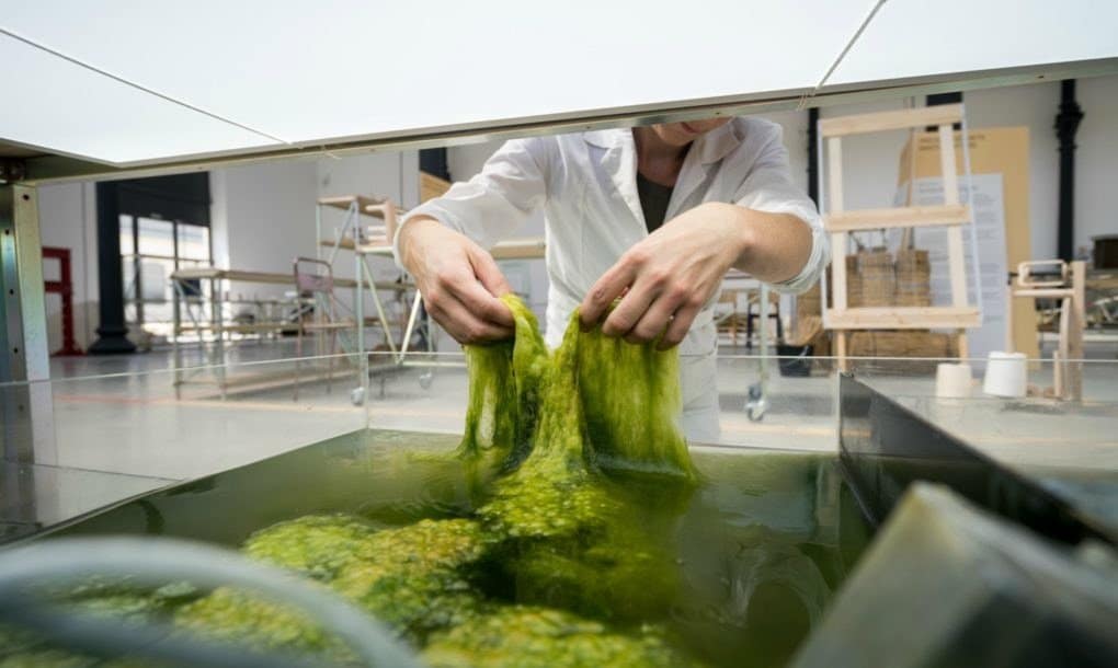 Microalgae could produce an alternative to palm oil