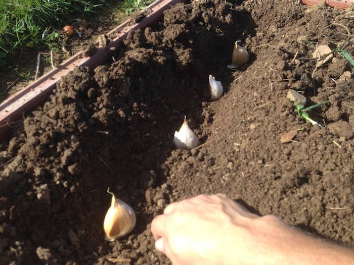 How to plant garlic in the garden 4