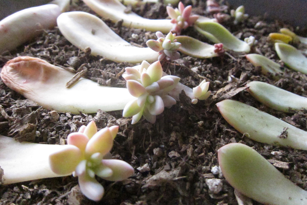 3 ways to propagate succulents from leaf, stem or branch cuttings