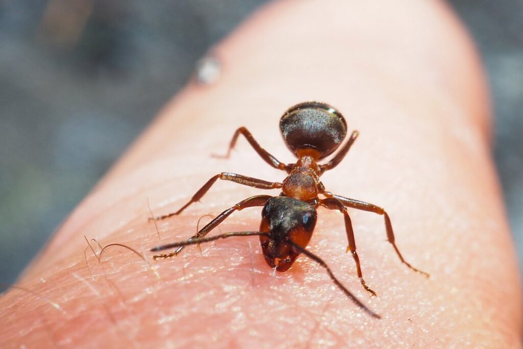 Ants are as good at detecting cancer as dogs, but in record time