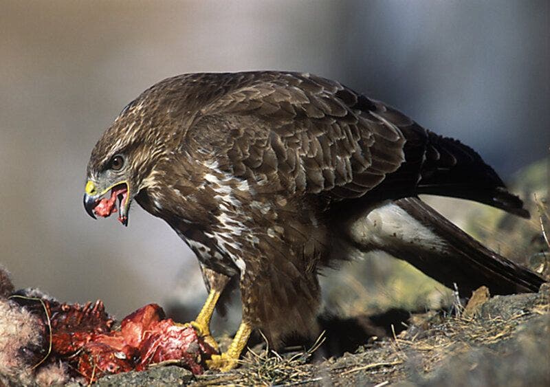 raptors, eagles, carnivores, lead, poisoning, ammunition, biodiversity, populations