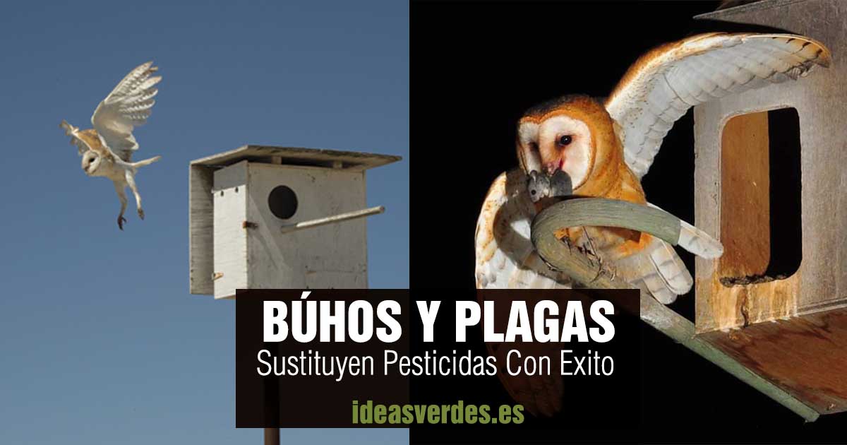 pesticides by owls