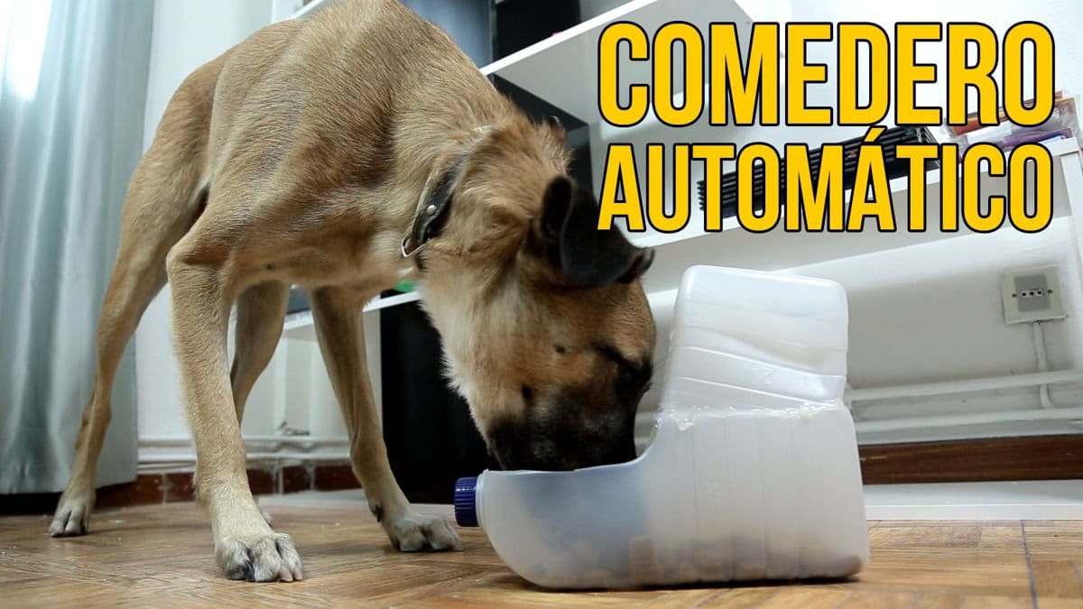 How to make an automatic dog feeder