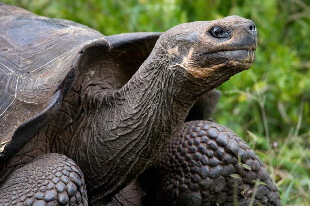 Jonathan, at 190, is the oldest known turtle
