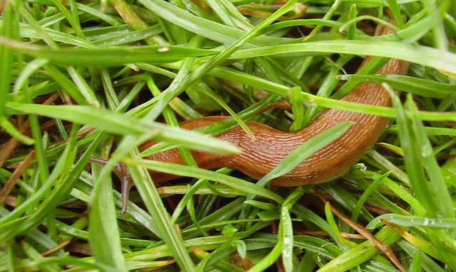 Ecological remedies against snails and slugs.