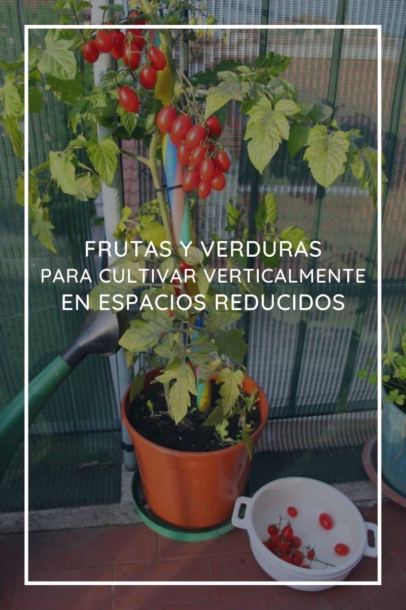 10 fruits and vegetables to grow vertically with good yield in small spaces