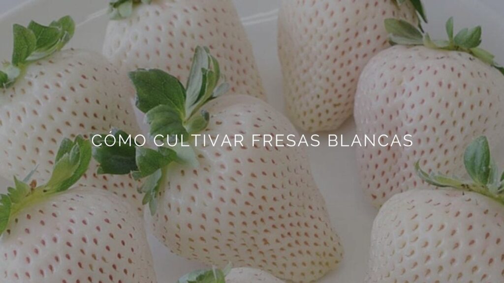 How to grow white strawberries, the strawberry that tastes like pineapple