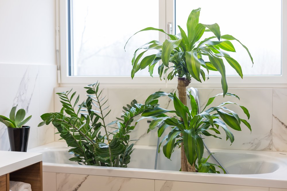 The 13 best plants that we can use in the bathroom