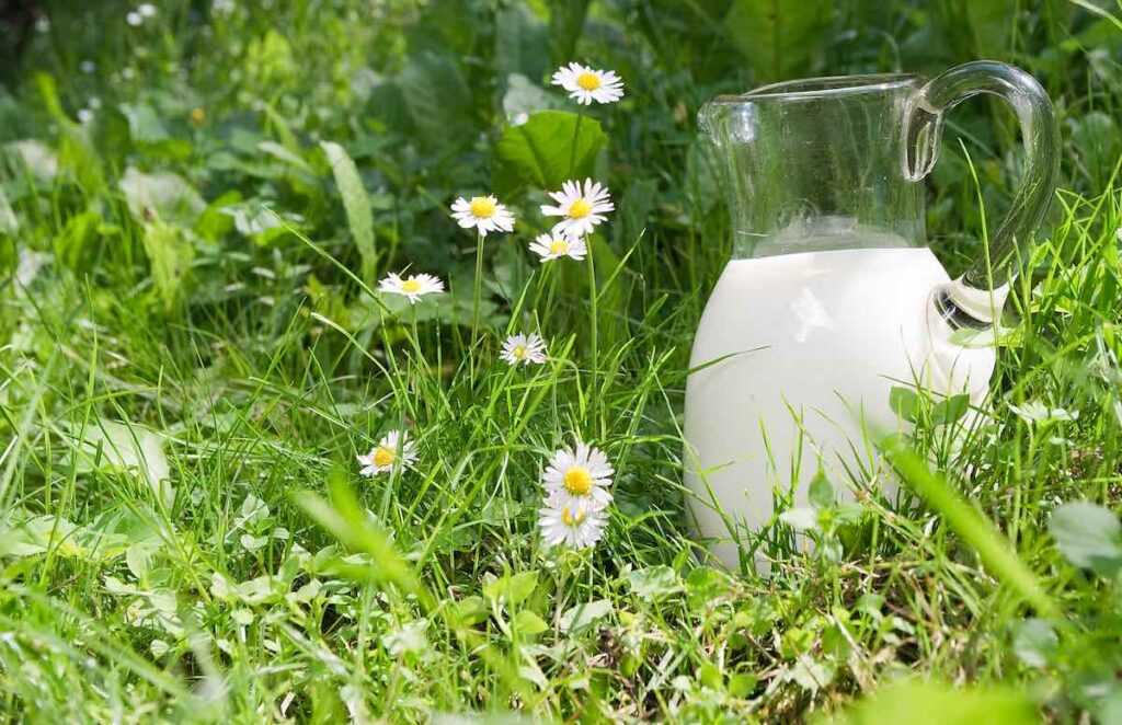 8 usos de la leche en el huerto o jardín