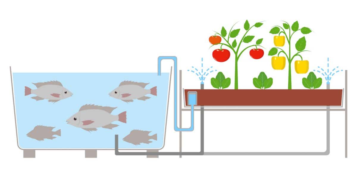 Aquaponics, how to produce plants and fish sustainably