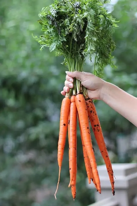 Carrot leaves: discover them with 5 delicious recipes 1