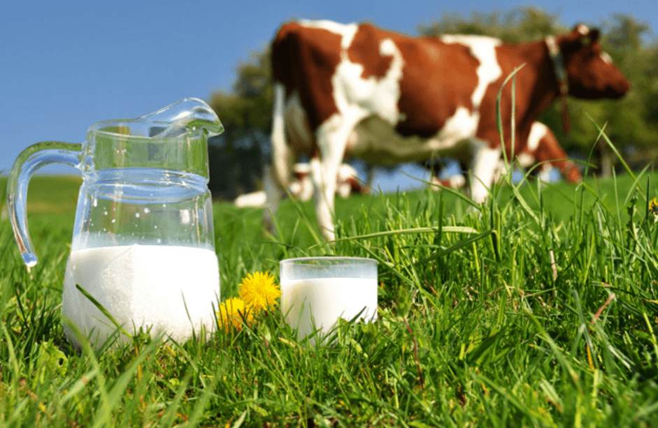 Oat milk vs cow's milk: which is more eco-friendly?