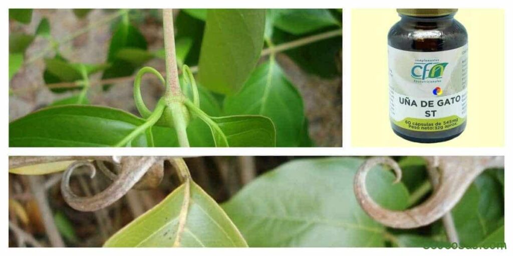 Cat's claw, what is this plant for and 7 TOP properties