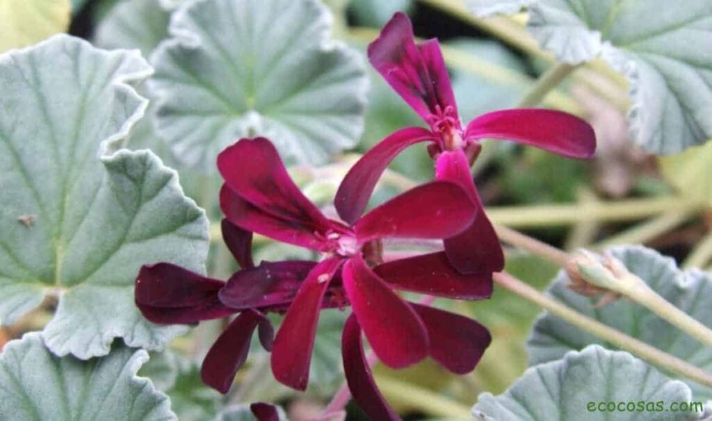 Pelargonium Sidoides.  What is the umckaloabo, kaloba used for?