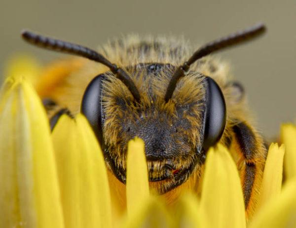 The characteristics of bees all types their role in the world they feed on curiosities 