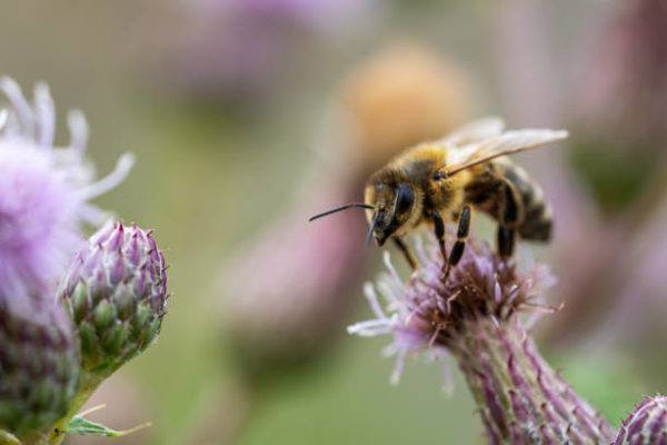The characteristics of bees all types their function the world some of which feed 