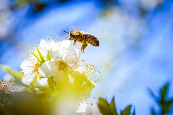 World bee day when is the origin what is its importance 9 