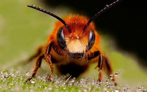 bees-the-most-important-species-in-the-world-the-curiotes