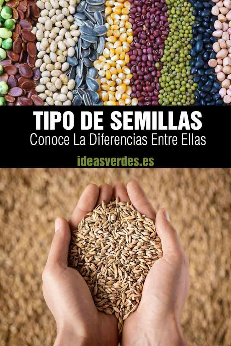 types of seeds differences between transgenic and ecological hybrids