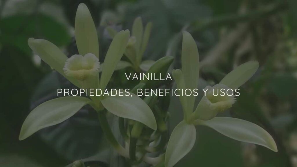 Properties, benefits and uses of vanilla