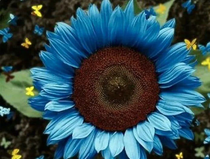 Midnight Oil Blue, blue sunflowers that will surprise you