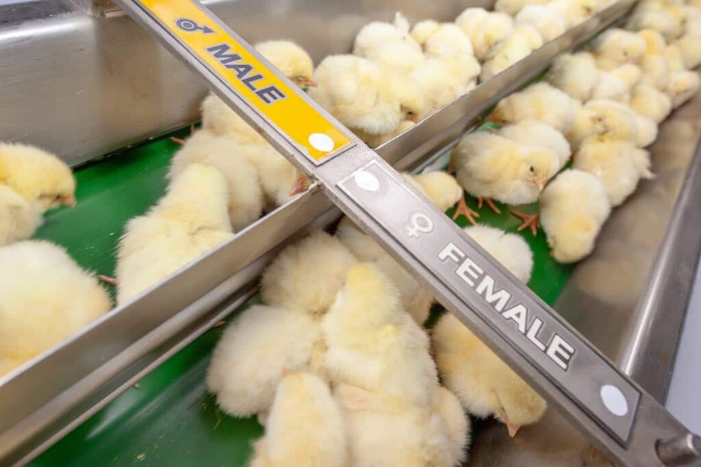 Germany officially bans the slaughter of chicks in a new animal welfare law