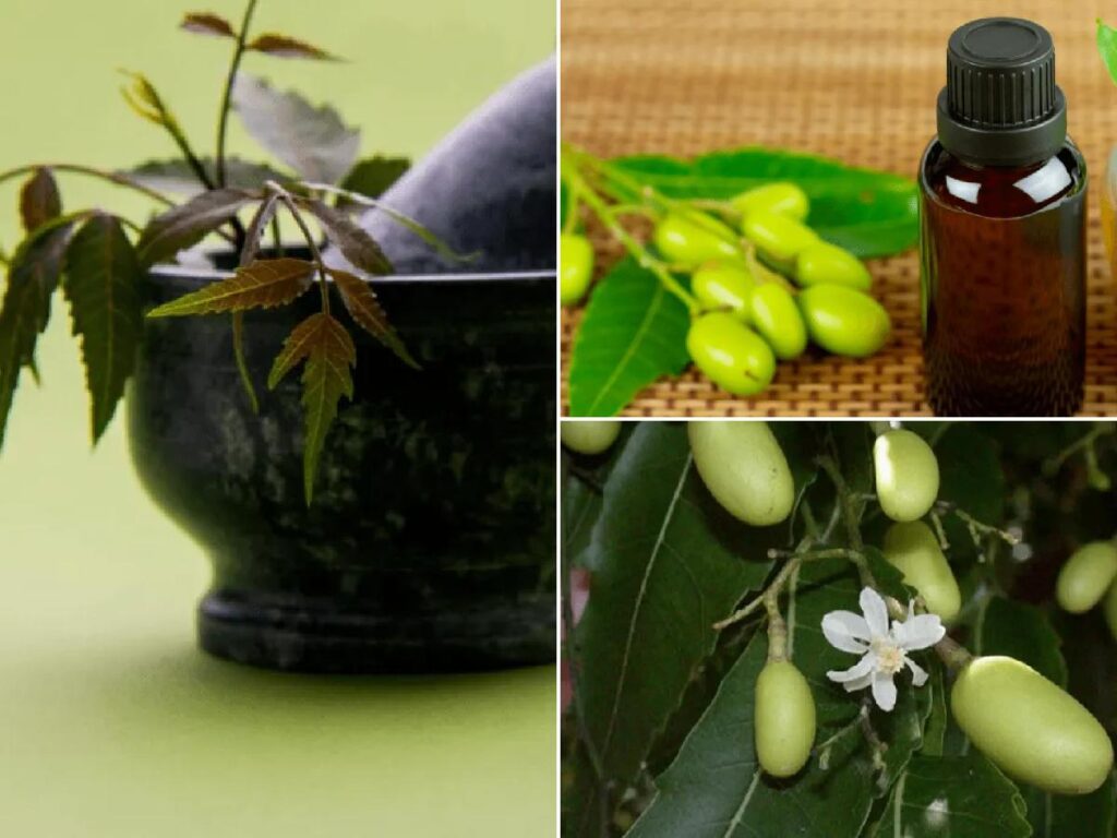 Neem oil: used as an insecticide for plants and the orchard