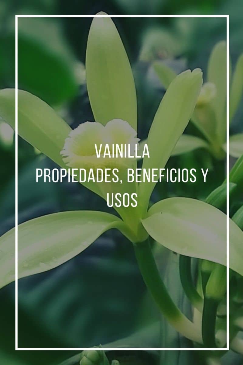 Properties, benefits and uses of vanilla
