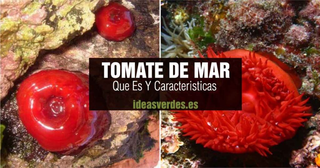 tomate de mar actinia equina