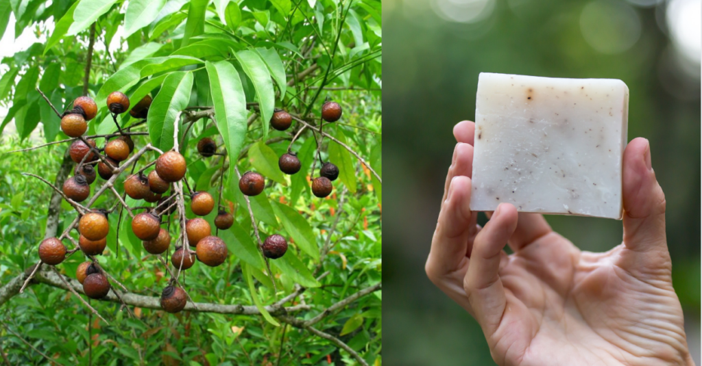 The soap tree, an ecological alternative for washing clothes » El Horticultor