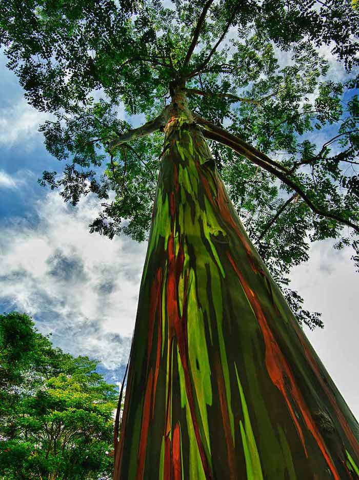 Rainbow Eucalyptus in Kauai, Hawaii.