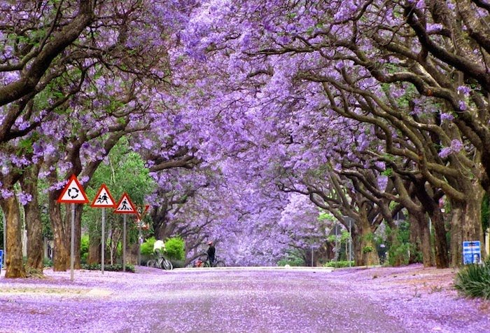 Jacaranda in Cullinan, South Africa.