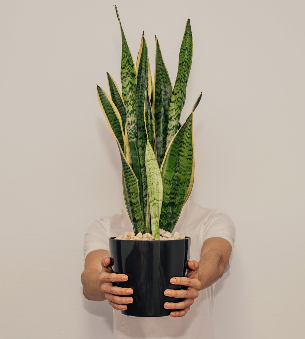 Adult sansevieria in the hands of a boy