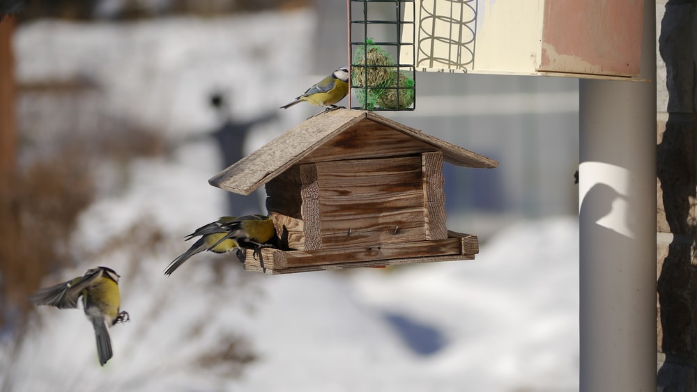 Putting a bird feeder in your garden is a great idea