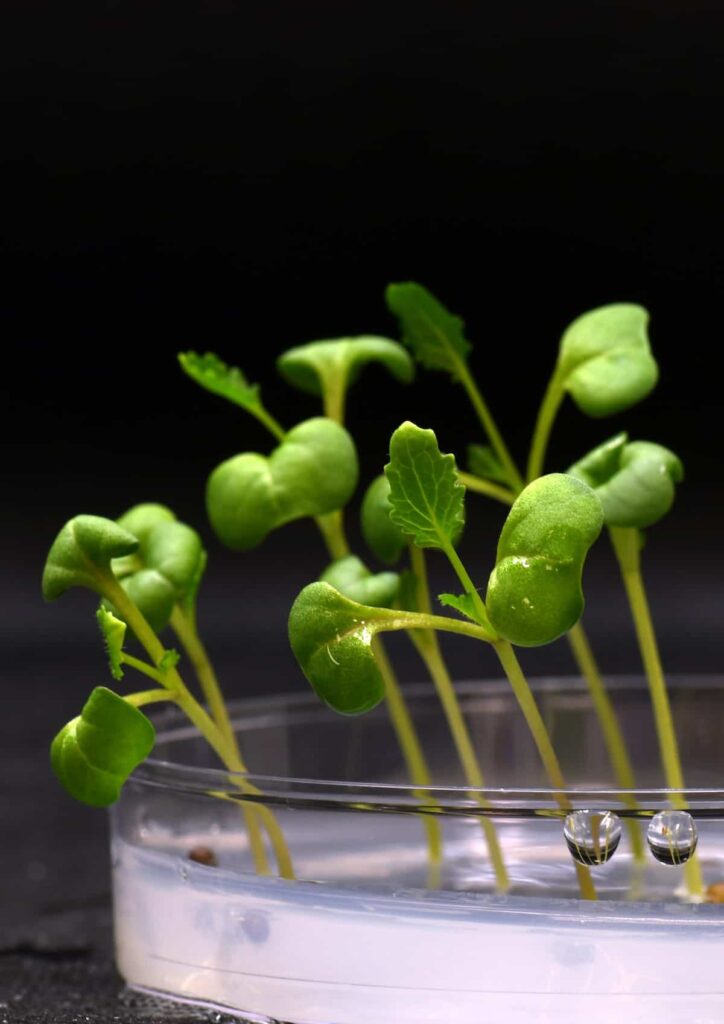 Artificial photosynthesis could produce food without sunlight in the future more efficiently