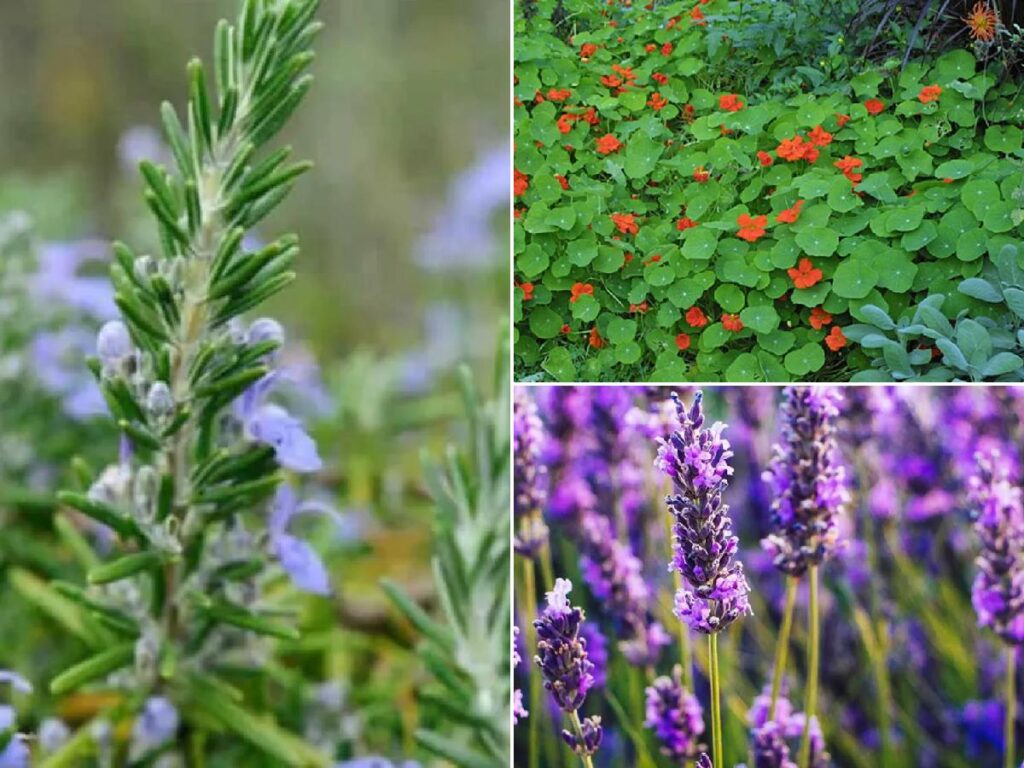 Plants that repel mosquitoes and unwanted insects