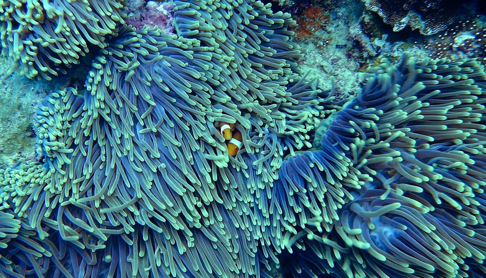 Caribbean corals keep getting warmer