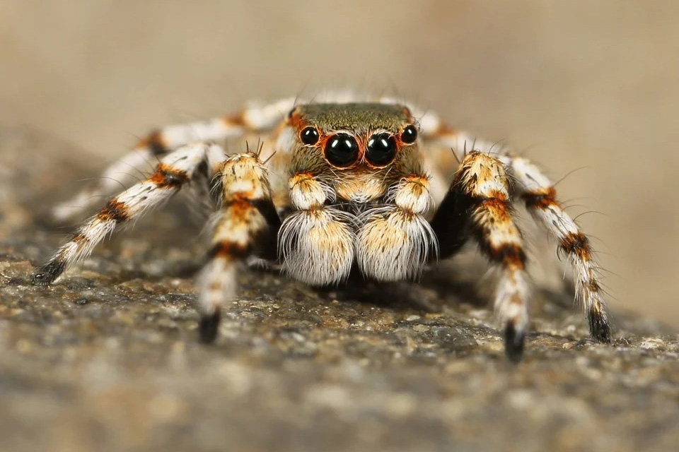 Thousands of spider specimens hunt in packs