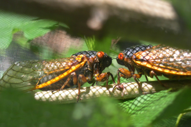 Why do cicadas sing in summer?