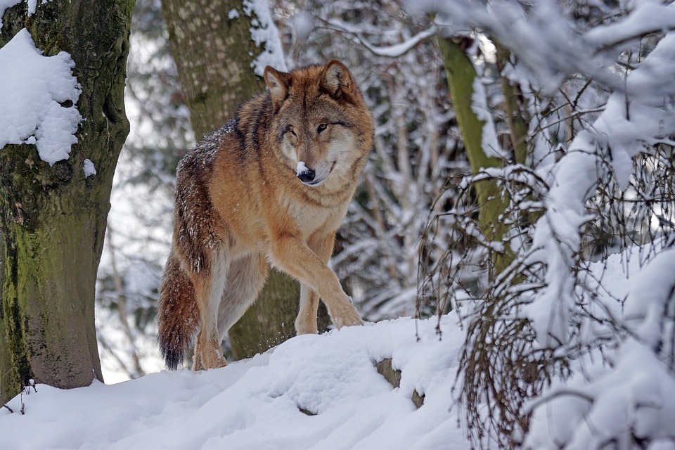How is the life of the Himalayan wolf?