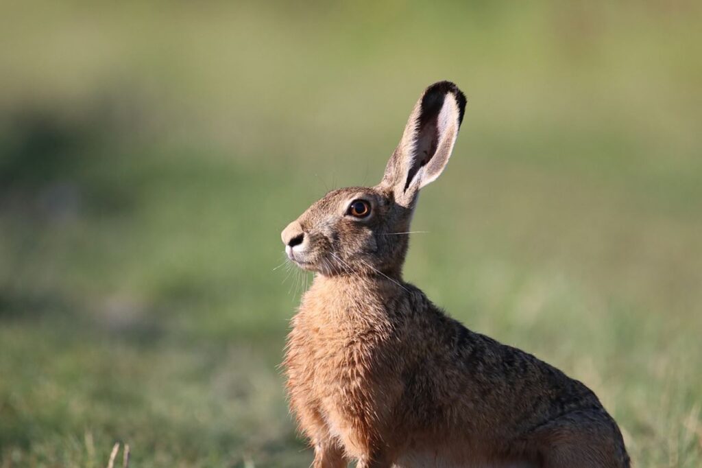 Especies silvestres liebre conejo